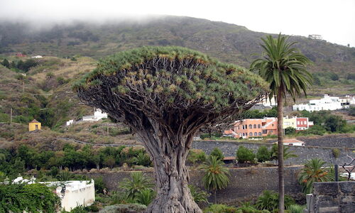 Las plantas en peligro de extincin en Espaa aumentan a 130 especies 