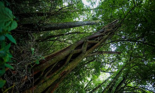 Costa Rica cuenta con una nueva reserva biolgica en Coto Brus 