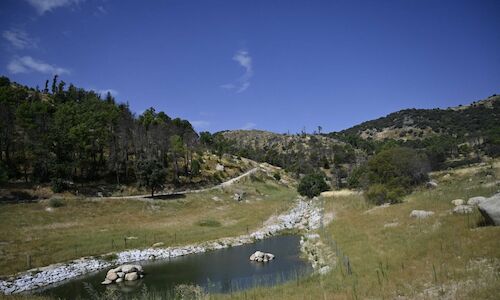 Una presa abandonada de Madrid alberga la mayor colonia de anfibios de Europa 