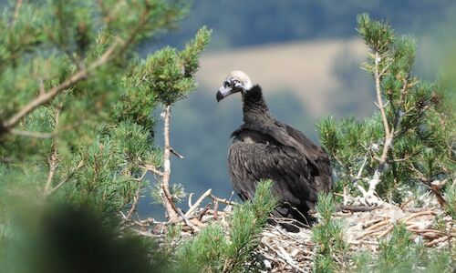 Veinte nuevos buitres negros vuelan en libertad en la Sierra de la Demanda 