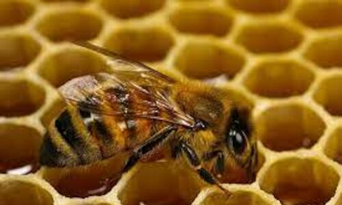 Un superalimento desarrollado en Colombia protege a las abejas de pesticidas 