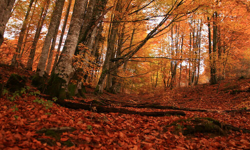 Navarra apuesta por su Patrimonio Natural y su biodiversidad 