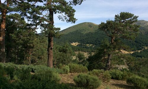 Parques Nacionales adquiere el Pinar de los Belgas en Rascafra 