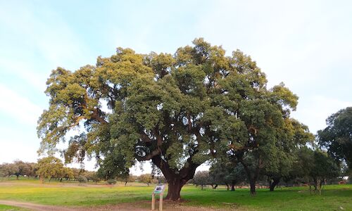 Villanueva de la Sierra celebra su tradicional Fiesta del rbol cacerea  