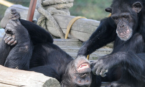 Un proyecto pionero ensea aalumnos a valorar y respetar a los primates