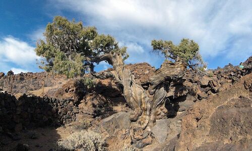 Un cedro del Parque Nacional del Teide rbol ms viejo de Europa 