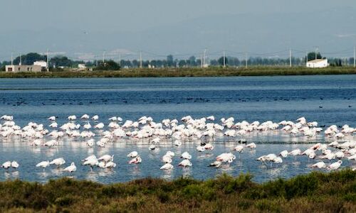 El delta del Ebro registra 317425 ejemplares de 96 especies de aves acuticas 