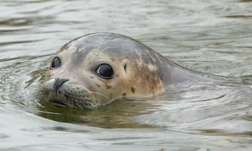 Aparece un ejemplar de foca gris en el Parque Natural Baha de Cdiz 