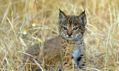 El Acebuche en Doana protagoniza los primeros partos de lince ibrico 