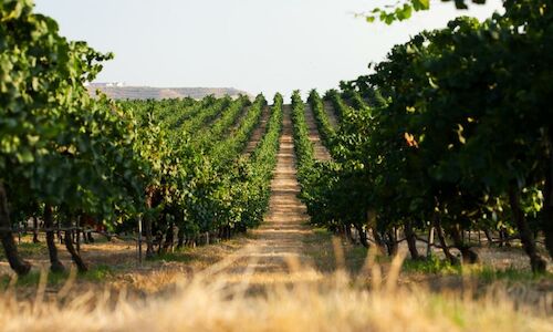 La finca vincola Raimat espacio natural visitable y gratuito 