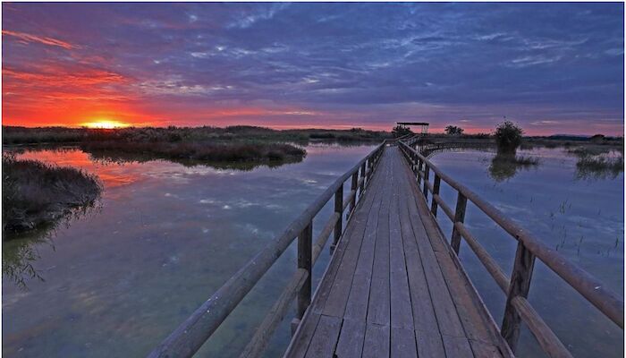 Cielo en movimiento: descubre el birdwatching en la Comunitat Valenciana