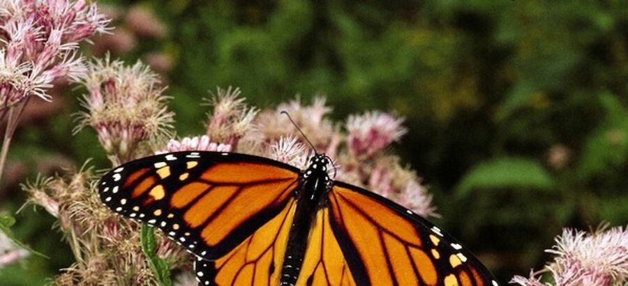 La presencia de la mariposa monarca en bosques mexicanos aumenta un 35 
