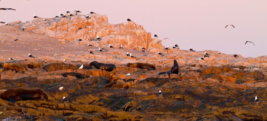 Argentina crea el Parque Nacional Islote Lobos 