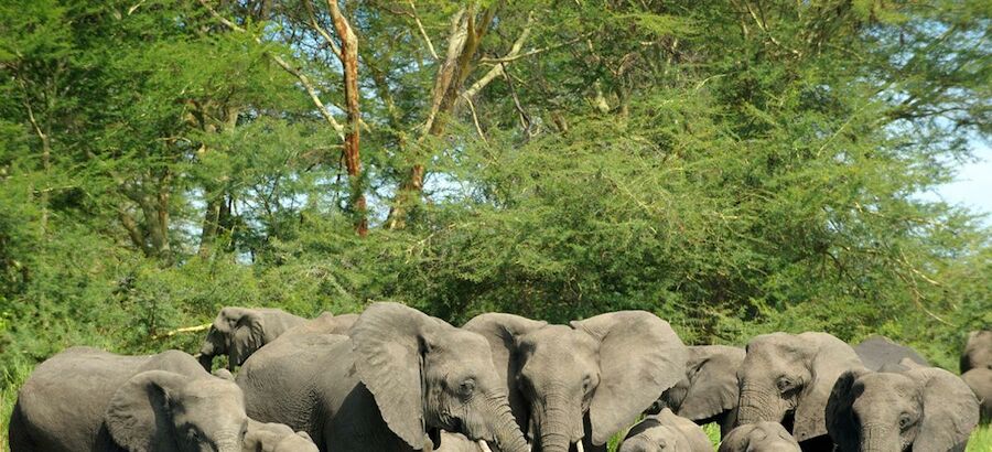 Autoridades de Malaui trasladan elefantes para repoblar parques en frica 