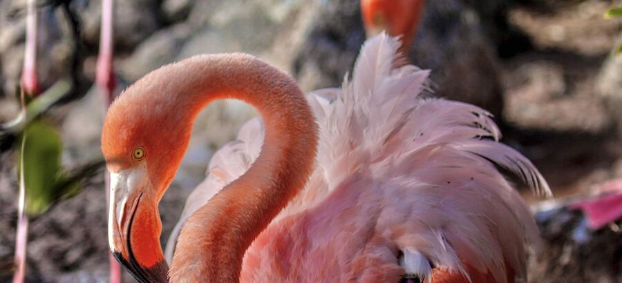 El Parque Nacional Galpagos acoge una anidacin de flamingos despus de 20 aos 