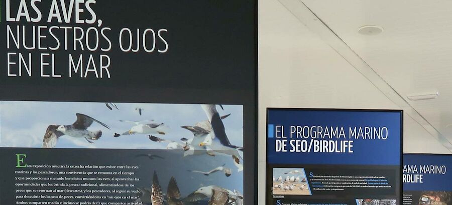 SEOBirdLife lanza la exposicin digital Las aves nuestros ojos en el mar 