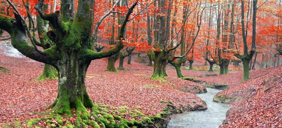 Leyendas o realidad los bosques encantados de Espaa 