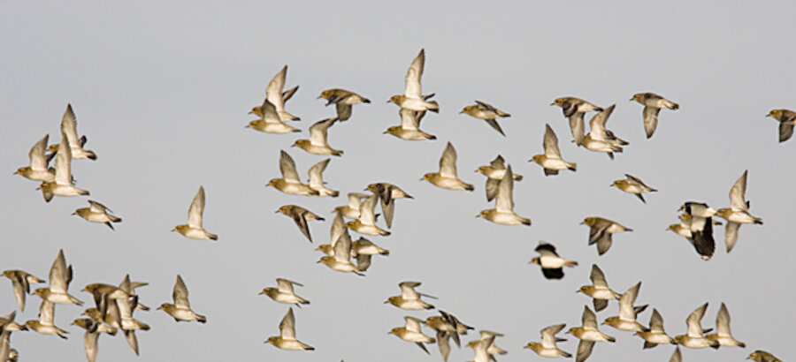 Los espacios naturales protegidos de las Islas Baleares hogar de 16000 aves acuticas  