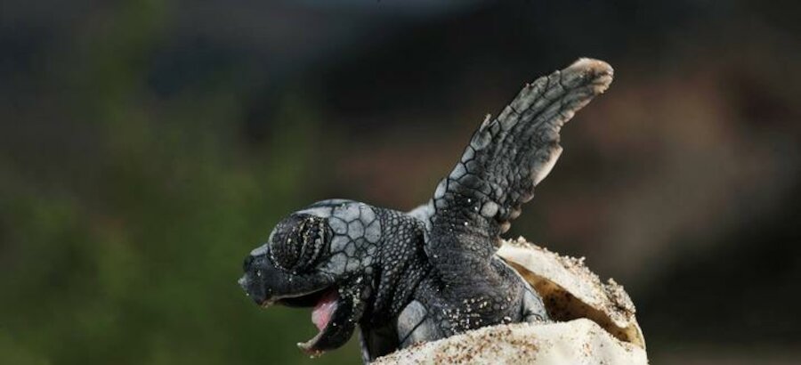 Nacen las primeras tortugas marinas en Palma  