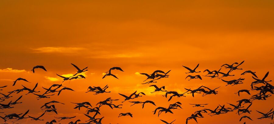 Censadas 289700 aves de 97 especies en las marismas de Doana  