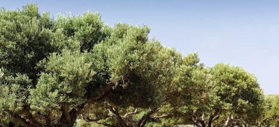    El Mar de olivos de Jan candidata a patrimonio UNESCO 