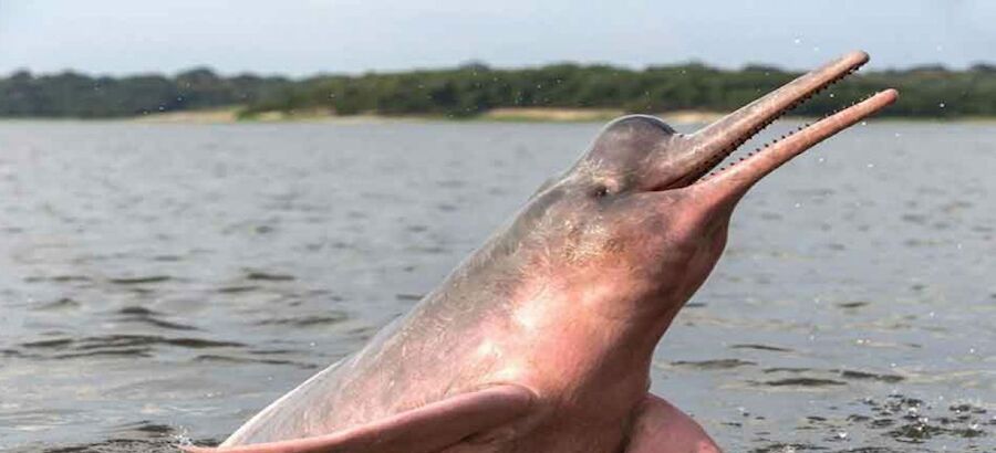 Investigadores logran escuchar a los delfines de ro del Amazonas 
