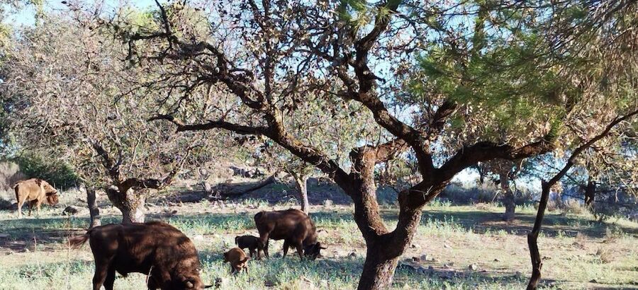 Nacen tres cras de bisonte en la Sierra de Andjar 
