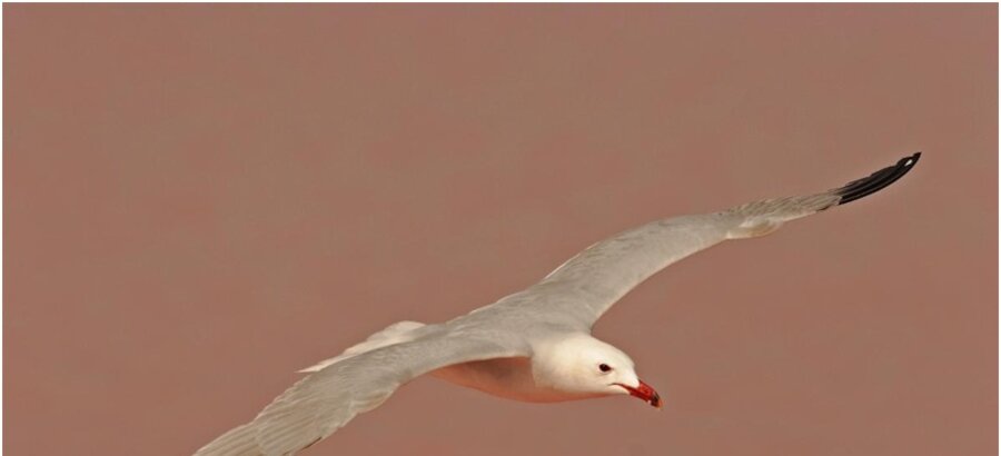 Descubre el birdwatching en la Comunitat Valenciana