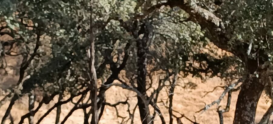 La berrea se convierte en lo ms visto de naturaleza en televisin desde El Hombre y la Tierra de Flix Rodrguez de la Fuente