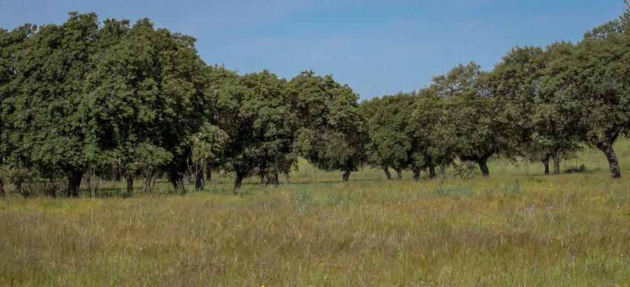 La dehesa extremea
