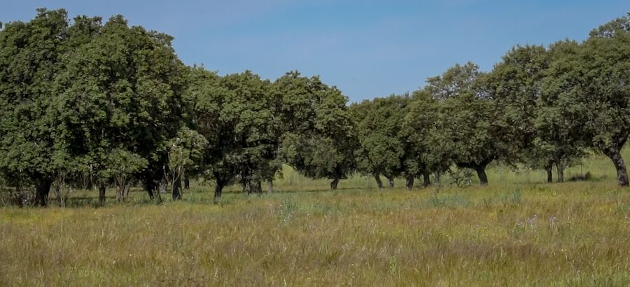Viaje a la dehesa extremea el ecosistema ms sabroso y sostenible de Europa