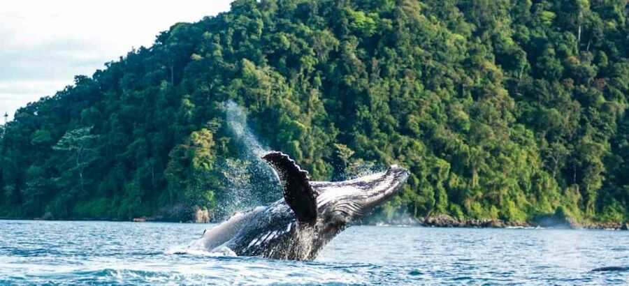 Ballenas jorobadas el nuevo reclamo de turismo en Repblica Dominicana