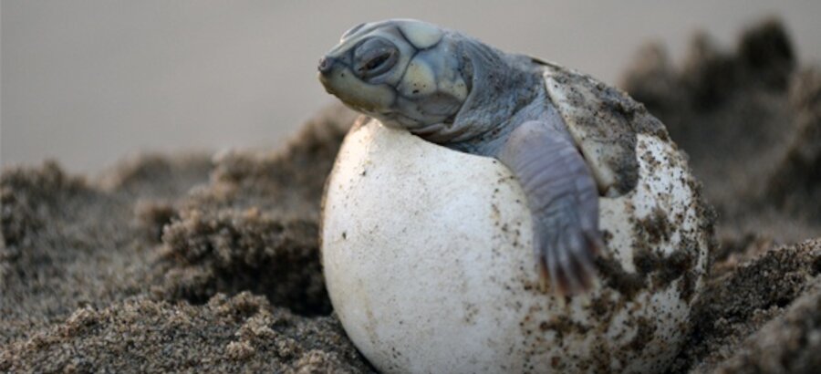    Recolectan 742 huevos de tortuga en la Amazona de Ecuador 