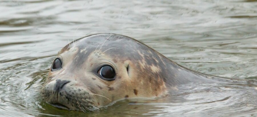Aparece un ejemplar de foca gris en el Parque Natural Baha de Cdiz 