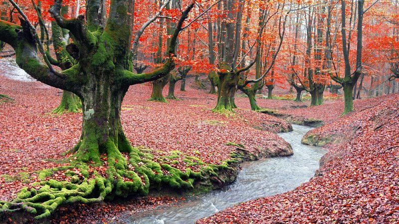 Bosque de Otzarreta (País Vasco) 