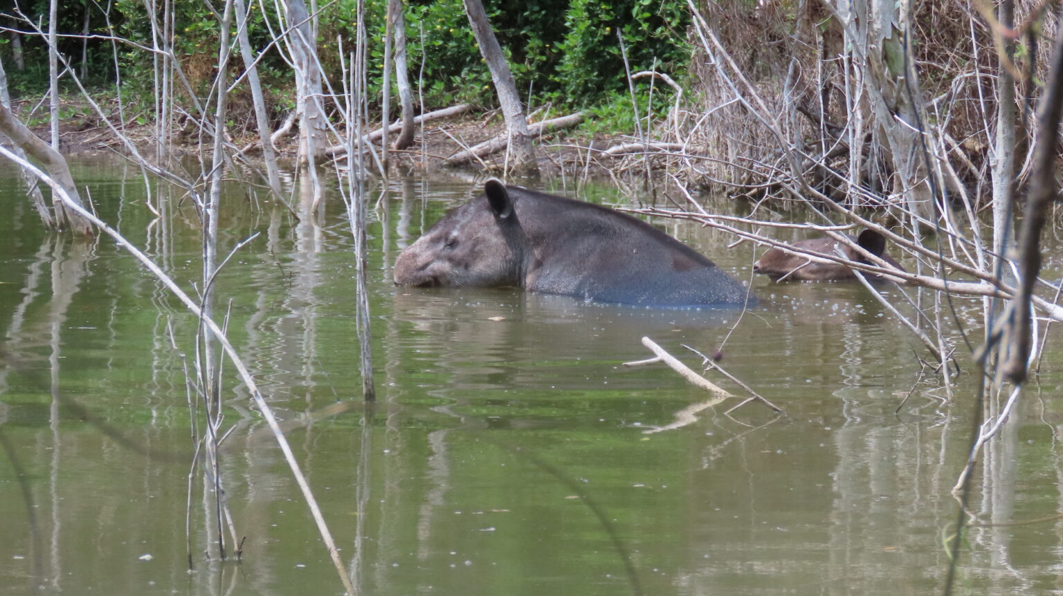Tapir en Selva Maya 