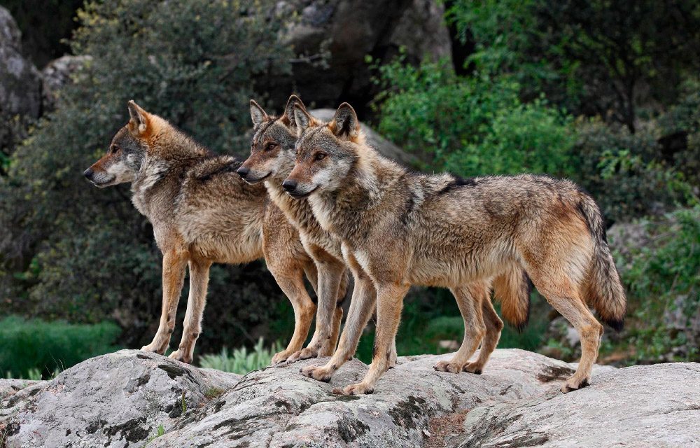 Manada de lobos ibéricos