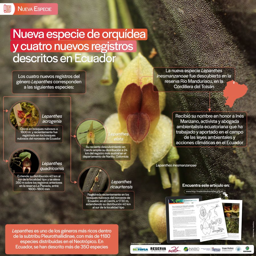 Nueva orquídea en Ecuador