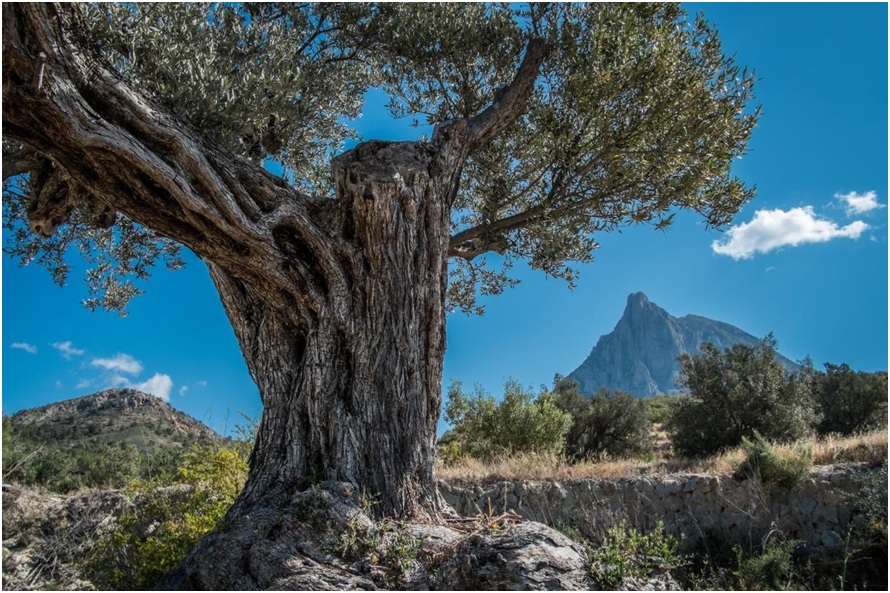 Finestrat Ecoturismo y Cocina Autóctona