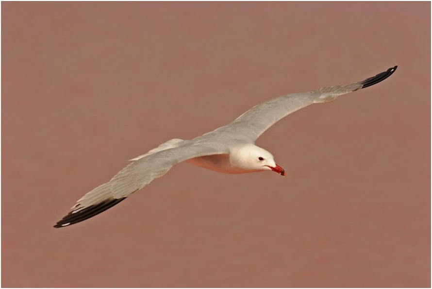 Descubre el birdwatching en la Comunitat Valenciana