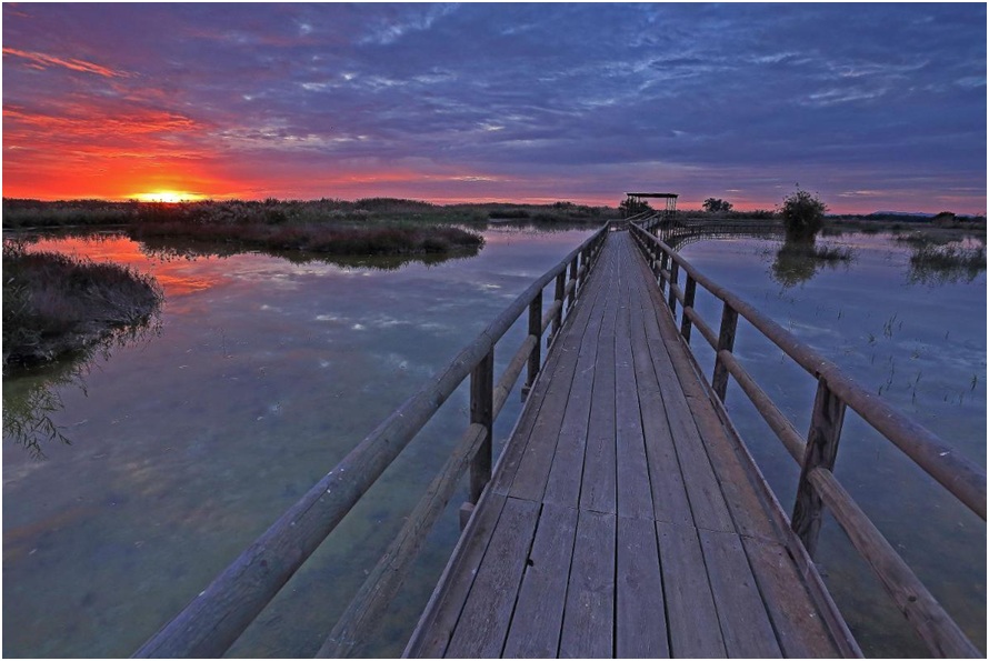 Birdwatching en los humedales de la Costa Blanca