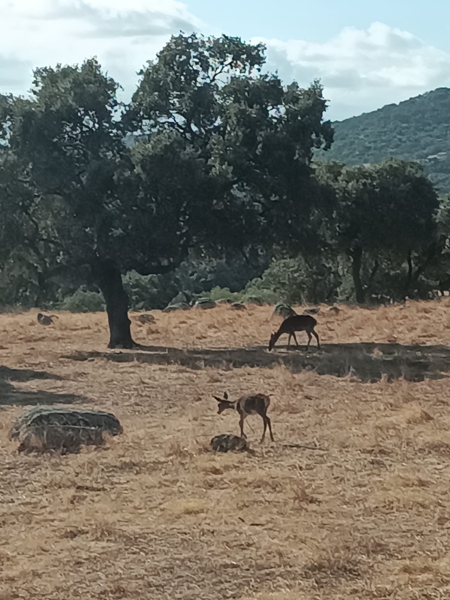 Berrea en el Parque Natural de la Sierra de Andújar