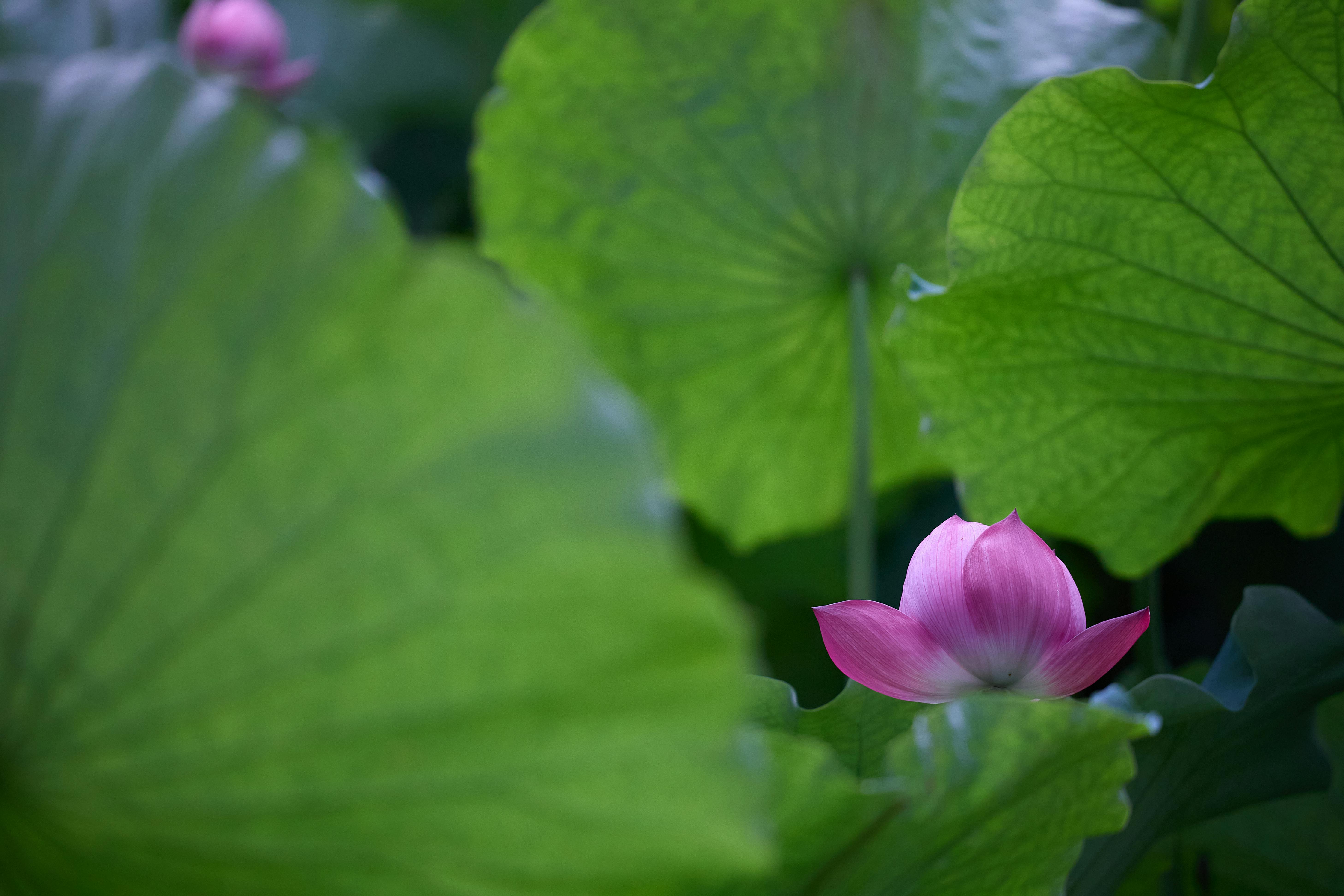 Flores del mundo parque botánico Celestino Mutis