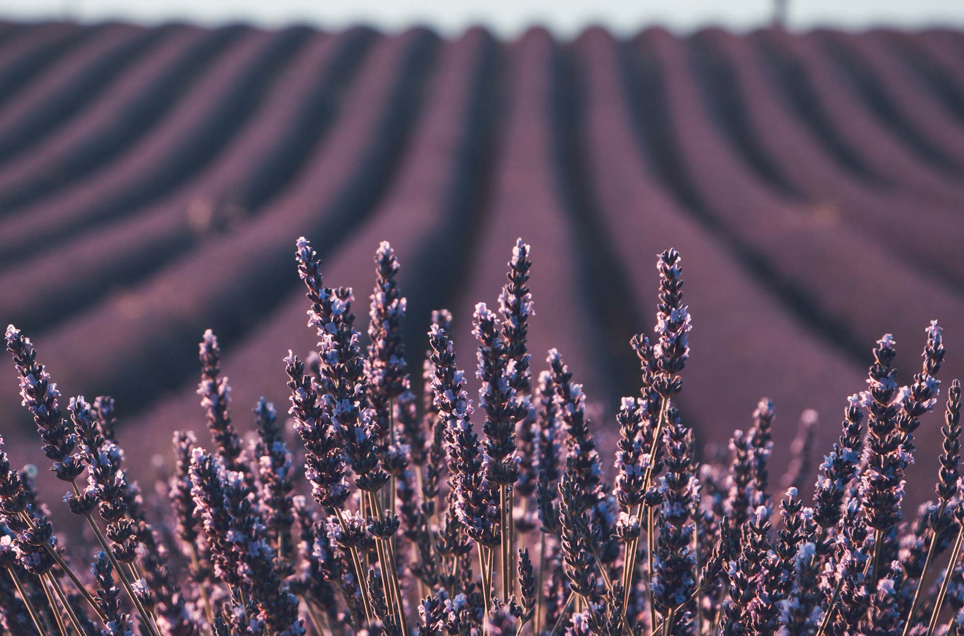 La floración de la lavanda, actividad de ecoturismo en Tiedra