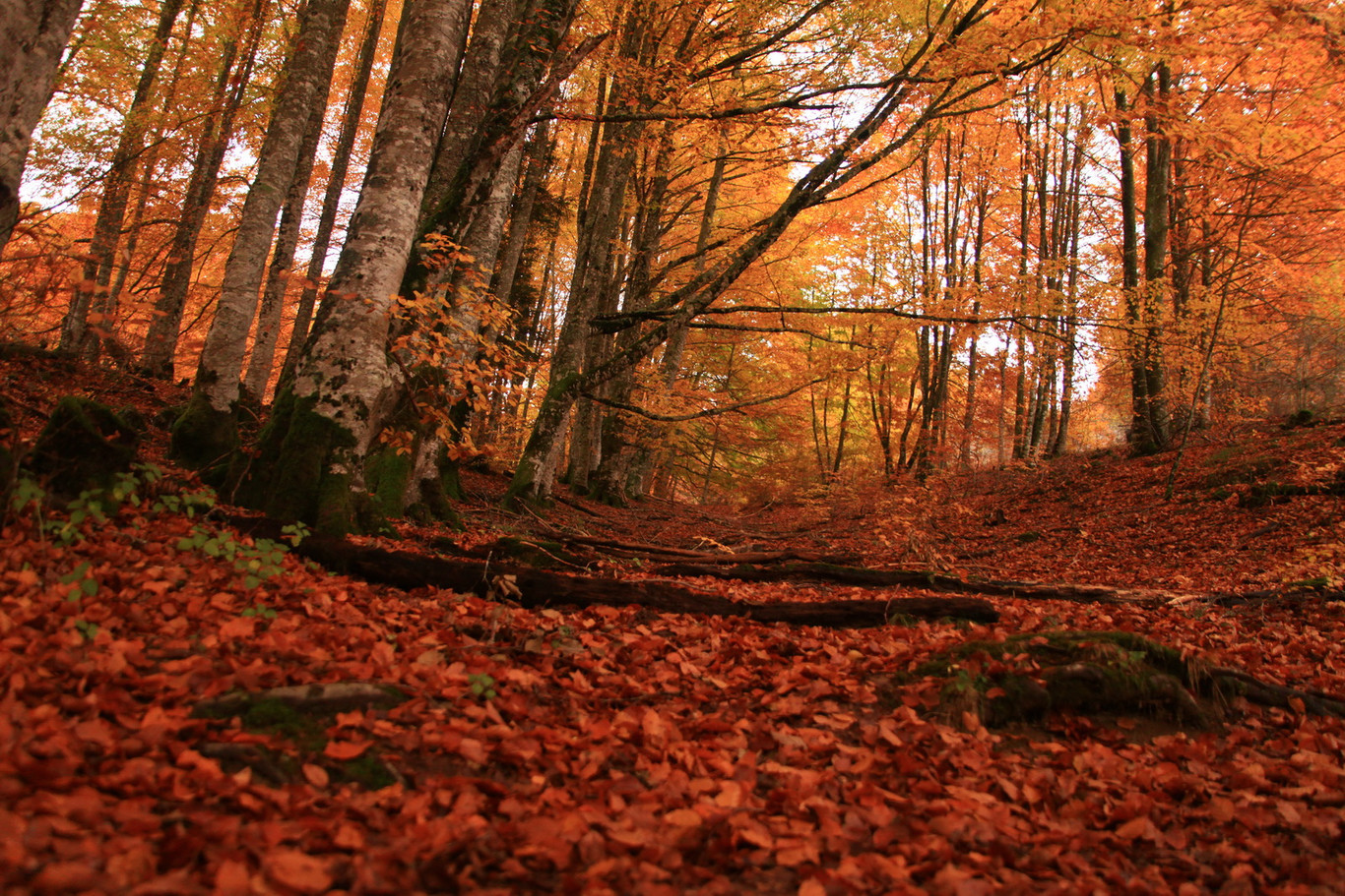  La Selva de Irati y sus hojas del otoño (Navarra)