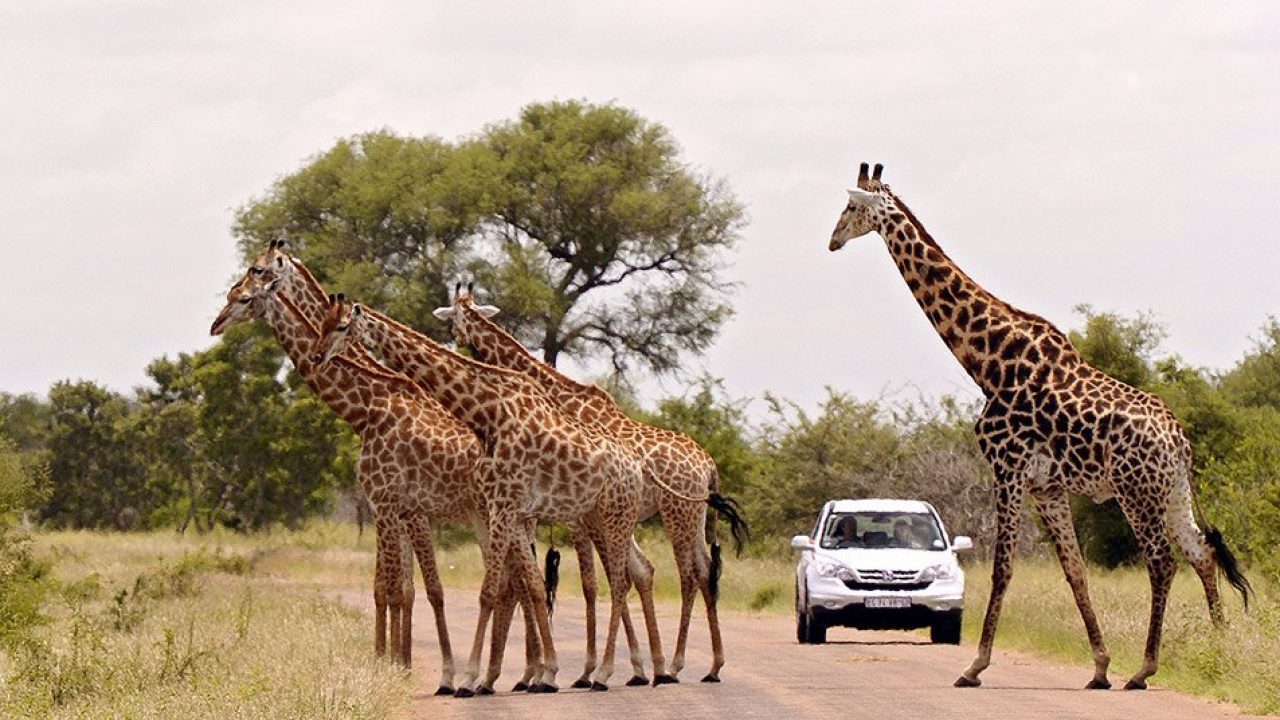 Parque Nacional Kruger (Sudáfrica) 